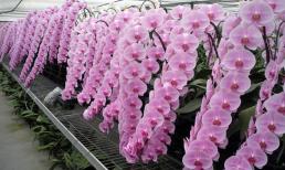 Tham quan vườn lan đẹp nổi tiếng ở Thái Bình – Vườn lan Berry