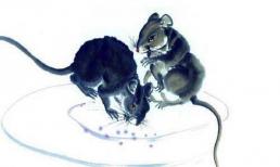 Cuối tuần này, top 3 con giáp tài lộc tăng vùn vụt, tắm trong biển tiền, vượng đường tình duyên