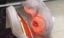 Ngửi thấy mùi 'thịt nướng' trong phòng ngủ, sau khi mở mắt ra thấy cảnh tượng không thốt nên lời