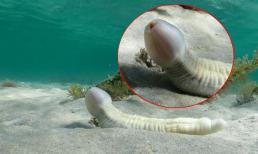 Phát hiện loài 'cá' có hình của quý đàn ông 