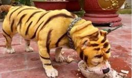 Chú hổ vằn 'pha ke' gây bão mạng khi bị chủ nhân tố ăn như thuồng luồng, ngủ như lợn 