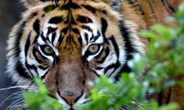 Xui xẻo gọi tên, vận đen đeo bám, 3 con giáp dễ vướng tai họa, tiền mất tật mang trong tháng 3/2021