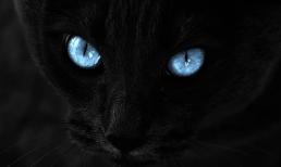 Nếu những con vật chứa đầy 'sát khí' này đi vào nhà, hãy thật cẩn thận, tai họa có thể ập đến bất cứ lúc nào