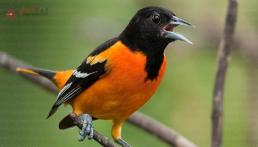 5 điềm lành này xuất hiện trong nhà thì nhất định sẽ làm ăn phát tài trong những năm gần đây! 