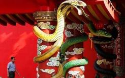 'Chùa rắn' duy nhất trên thế giới, có cả rắn lục sống trong chùa! Du khách: chúng tôi không sợ gì cả