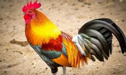 Số trời đã định, top 3 con giáp giàu sang tột đỉnh, sự nghiệp thăng hoa, may mắn ngập tràn những tháng giữa năm Tân Sửu 2021 