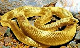 Giấc mơ may mắn là điềm báo giàu sang, phú quý bủa vây, tiền về đầy két