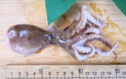 Đã ăn bạch tuộc thì không được ăn thêm 2 thứ này, ăn vào tương đương với việc tự tìm 'bệnh' cho mình! 