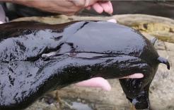 Loài sên biển đen to như con thỏ, giống sinh vật ngoài hành tinh, trông mềm mại nhưng lại là một tay chế thuốc bậc thầy