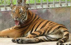 Tìm chồng hãy tìm 4 con giáp nam này, chăm lo cho gia đình nhất, sau khi kết hôn vợ không phải khổ, chỉ hưởng phúc