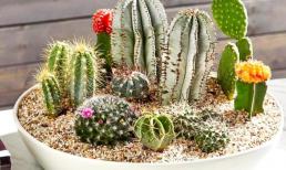 Loại cây là 'khắc tinh' của Thần Tài, chớ để trong nhà kẻo tài lộc hư hao, vợ chồng dễ xảy ra rạn nứt