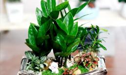 Muốn kích hoạt may mắn và thúc đẩy tài lộc, loài cây phong thủy này chính là lựa chọn số 1