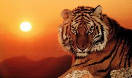 Trong 22 ngày tới, 3 con giáp gặp vận khí tốt, tài lộc đến, được quý nhân phù trợ, mọi ước mong bấy lâu đều thành hiện thực