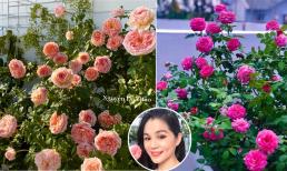 Bà xã Quyền Linh chia sẻ bí quyết trồng hoa hồng