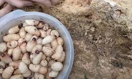 Màn thu hoạch món đặc sản miền Tây khiến người xem rùng mình 