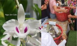 Chủ vườn khẳng định thương vụ mua bán lan đột biến Ngọc Sơn Cước 250 tỷ ở Quảng Ninh là có thật