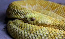 Khổ tận cam lai, giữa tháng 2 âm lịch là thời gian đặc biệt thăng hoa của những con giáp may mắn này