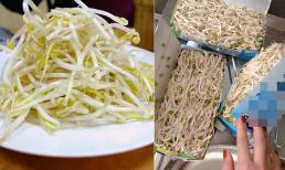 Làm giá đỗ bằng hộp sữa tươi nhất định nên biết 4 mẹo dưới đây, không bảo sao lại hỏng