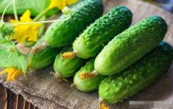 Ăn dưa chuột theo cách này tương đương với việc mất đi giá trị dinh dưỡng, đừng trộn và kết hợp chúng nhé! Nếu không sẽ bị tiêu chảy nặng! 