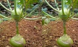 Cây su hào ra củ 'dị' chưa từng thấy, dân tình lập tức liên tưởng tới tạ tập tay của dân gym