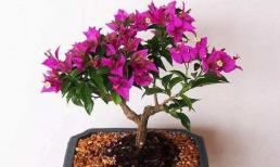 Trồng cây hoa giấy, nắm được 1 mẹo nhỏ cây bén rễ cực nhanh, làm tốt thêm 3 việc nữa hoa nở thành chùm to đẹp