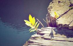 Ba con giáp nữ càng lớn tuổi càng vượng, nửa đầu cuộc đời cay đắng, nửa sau ngọt ngào, cuộc đời suôn sẻ hơn!