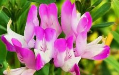 Người sinh vào những giờ sinh này có cả phúc khí và tài lộc, đi đến đâu cũng gặp may mắn, thêm phúc mới