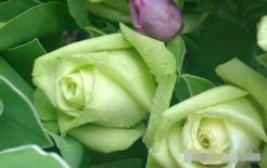 Nếu trong gia đình có 3 con giáp nữ này thì nhất định phải nâng niu, họ có thể mang lại tài lộc phú quý cho 3 đời đấy!