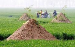 Có một điều kiêng kỵ khi đi tảo mộ trong tiết Thanh minh, ba kiểu người này thường không nên đi tảo mộ