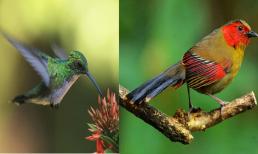 Trắc nghiệm tâm lý: Chọn một chú chim mà bạn thấy thích nhất để xem có bao nhiêu người đang “thầm thương trộm nhớ” bạn nhé