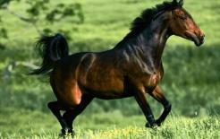 Là một con ngựa, bạn sinh ra vào buổi sáng hay ban đêm? Giờ sinh có thể quyết định sự giàu có của bạn!