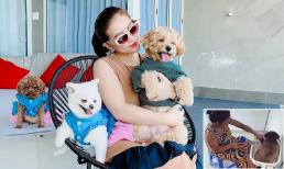 Diễn viên Kiều Linh bức xúc vì chó cưng bị người giúp việc 'bạo hành' tàn nhẫn