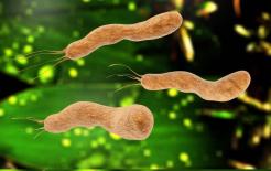 Khó chịu ở dạ dày, có thể là do nó! Không chú ý sau khi nhiễm trùng có thể gây ung thư 