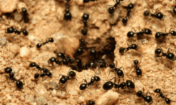 6 cách dễ dàng diệt và đuổi kiến khỏi nhà không cần thuốc chứa hóa chất độc hại