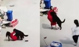 Chú chó lớn lao tới một người phụ nữ mặc váy khi động dục và bị mọi người xua đuổi, người phụ nữ cuối cùng được giải cứu trong bối rối 