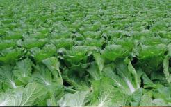 Các chuyên gia nhắc nhở: Loại rau thường ăn này là một chất độc 'chết người' nếu không nấu đúng cách!