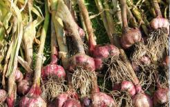 Tỏi và thứ này là kẻ thù không đội trời chung, không thể ăn cùng nhau, giờ biết vẫn chưa quá muộn!