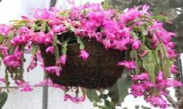 Đừng vứt những viên thuốc đã hết hạn sử dụng ở nhà. Hãy sử dụng chúng để trồng hoa. Chúng có tác dụng mạnh hơn phân bón