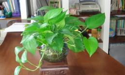 Cho loại dung dịch này vào, cây trầu bà sẽ không bao giờ bị vàng lá, luôn xanh tốt, lá to bằng bàn tay 