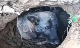 Sau khi bà nội qua đời, con chó bà nuôi khi còn sống cũng biến mất, chỉ vài tháng sau sự thật được phơi bày khiến mọi người không khỏi rưng rưng nước mắt