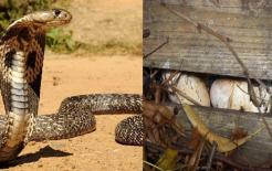 Nó là loài rắn độc lớn nhất trên thế giới, dài tới 6 mét, và kẻ thù tự nhiên lớn nhất hóa ra lại là chính mình!