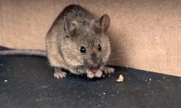 7 cách để loại bỏ chuột khỏi nhà bằng các vật liệu đơn giản nhưng rất hiệu nghiệm