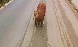 Biết bò mẹ sắp bị giết thịt, bê con chặn đầu xe quỳ xuống như van xin lòng thương xót, 'tình mẹ con' trong thế giới động vật thật cảm động