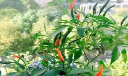 Trồng ớt trong chậu? Vài mẹo nhỏ, một cây cho hàng chục quả, ba cây có thể ăn cả năm