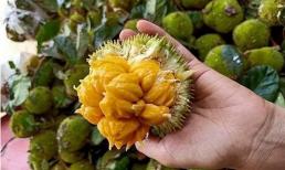 Xuất hiện loại mít tí hon, to hơn quả chôm chôm nhưng chi chít múi khiến chị em mê tít