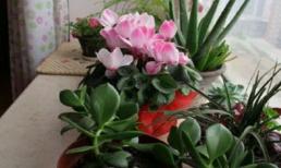 Trồng hoa không phát triển tốt, hãy học cách sử dụng 3 loại 'thuốc' này, thân rễ sẽ trở nên mạnh mẽ và nở hoa mọi mùa! 