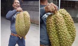 Lần đầu thấy quả sầu riêng nặng tới 17kg, dân tình phán ngay 1 câu: 'Đừng để bà Tân nhìn thấy nhé!'