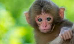 3 con giáp phát tài nửa cuối năm 2021, ước mơ đại gia sẽ trở thành sự thật