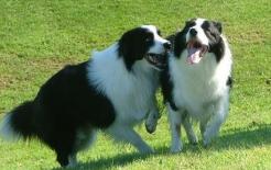 Tại sao con chó lại bỏ chạy ngay sau khi giao phối? Có một số lý do! 