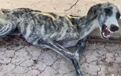 Chú chó hoang gầy gò ốm nhom bên vệ đường, được người đàn ông tốt bụng đem về nuôi, cuối cùng 'đẹp trai đến khó ngờ'!